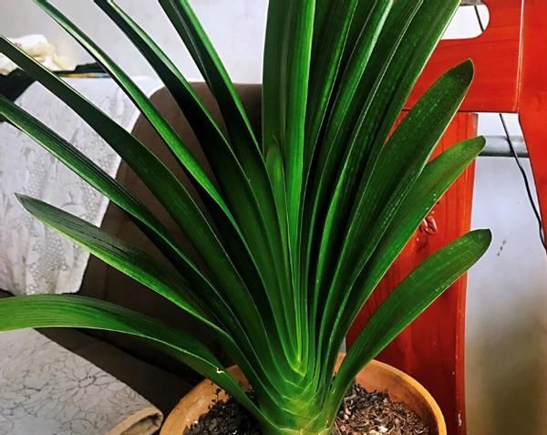 在此说说，多年养花使用过的“浇水”方法