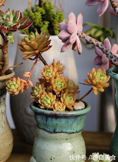 气根|新手养多肉马库斯,了解掌握4个要点,颜色水润,养成漂亮小老桩