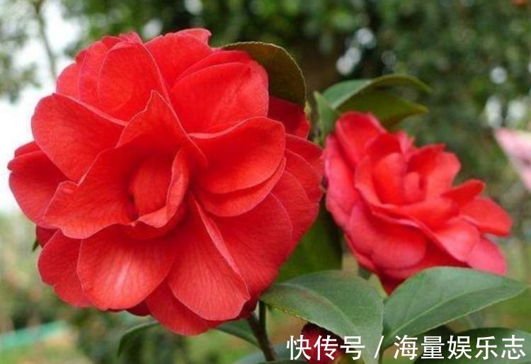 光照|4款艳美的花卉,花大色艳花期长,养客厅一盆,香飘四溢!