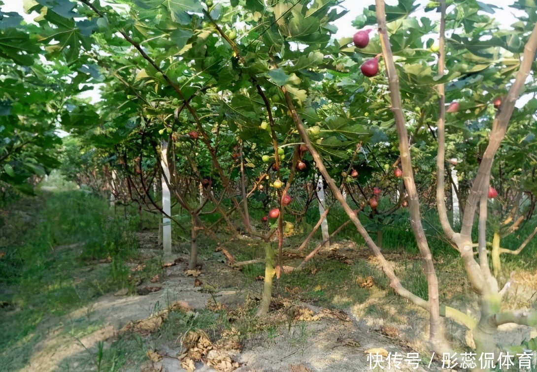 嫌弃|家里有院子,4种果树别嫌弃,好看好养活,比养花强