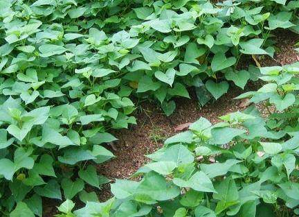 叶子|以前用这种叶子喂猪,其实它是一种菜,现在花钱买着吃