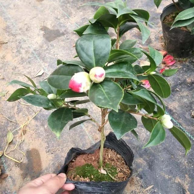 “茶花”花谢后,切勿“乱修剪”,有的枝条要轻剪、有的要重剪!