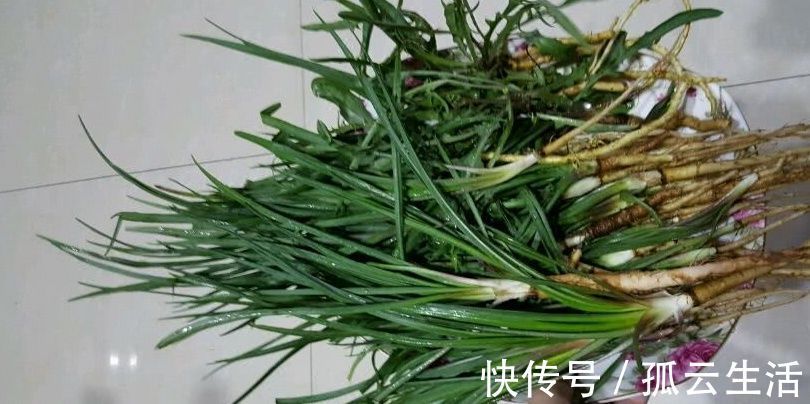 好吃|野菜一定要挖根，人称“兔儿奶”，根比叶子好吃