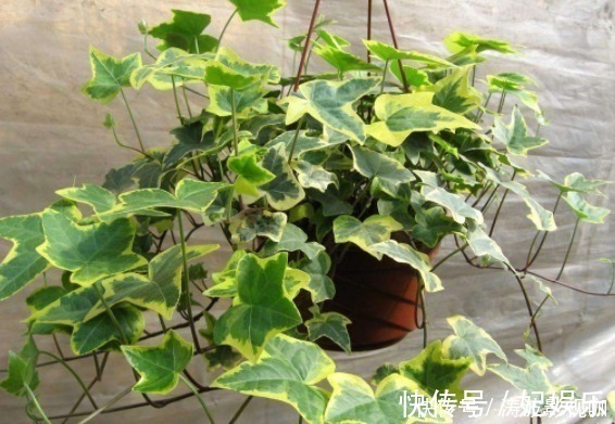 盆栽|适合盆栽的4种“吸毒花”,让病菌无所遁形,保护家人的健康花