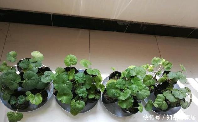 天竺葵|这花花期长又漂亮,一个扦插小窍门,十天生根,轻松爆盆开成花球