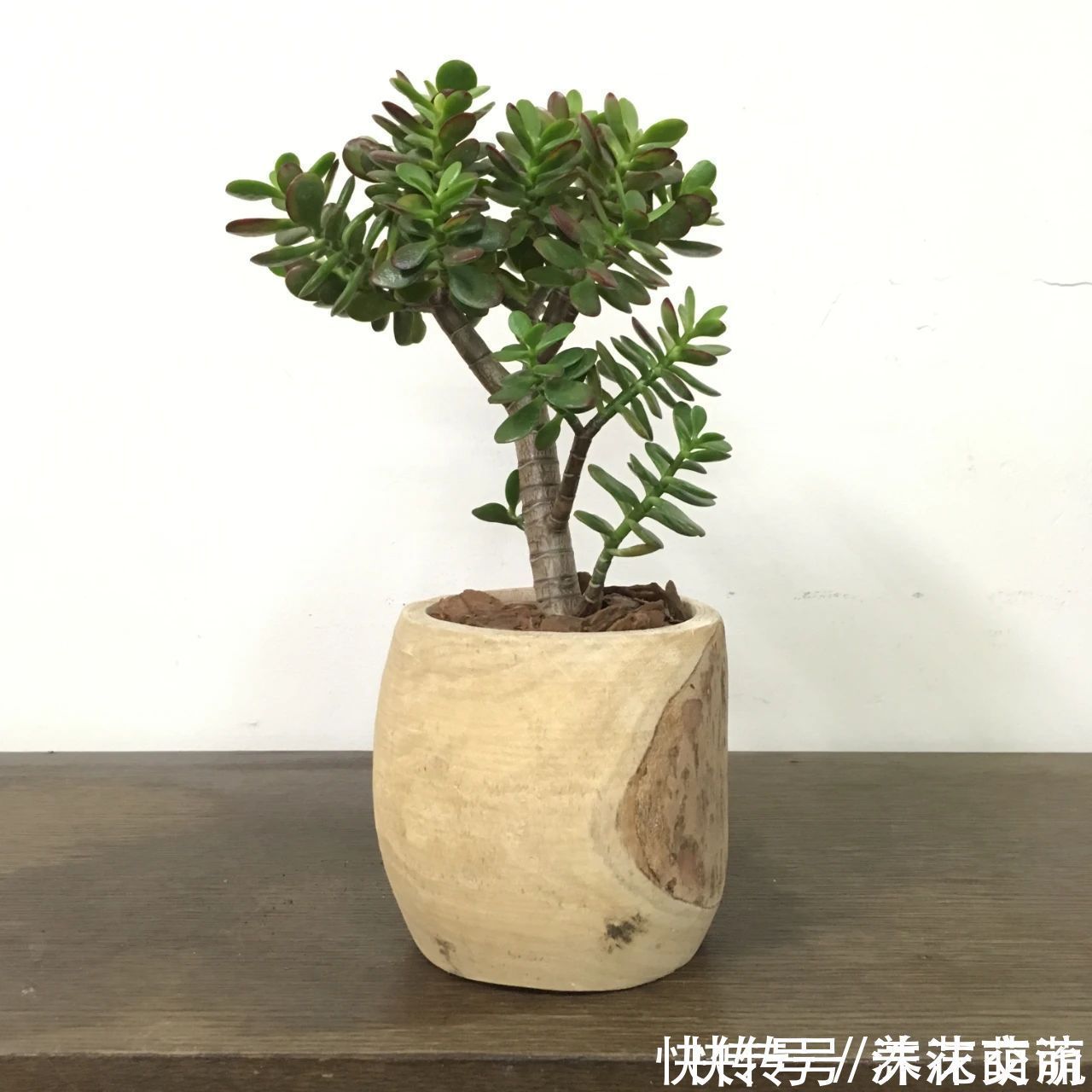 盆栽|养花不会浇水,家里再多花也会被糟蹋,新手盆栽浇水指南