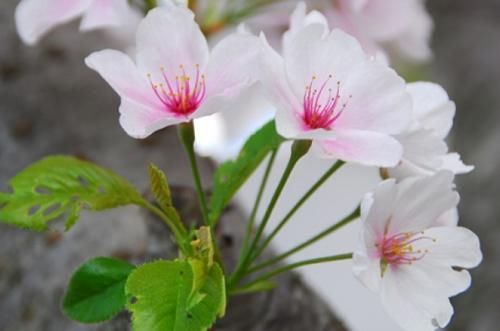 肺腑之言|俗话说:人到四十五,正是出山虎,是什么意思?老祖宗的肺腑之言