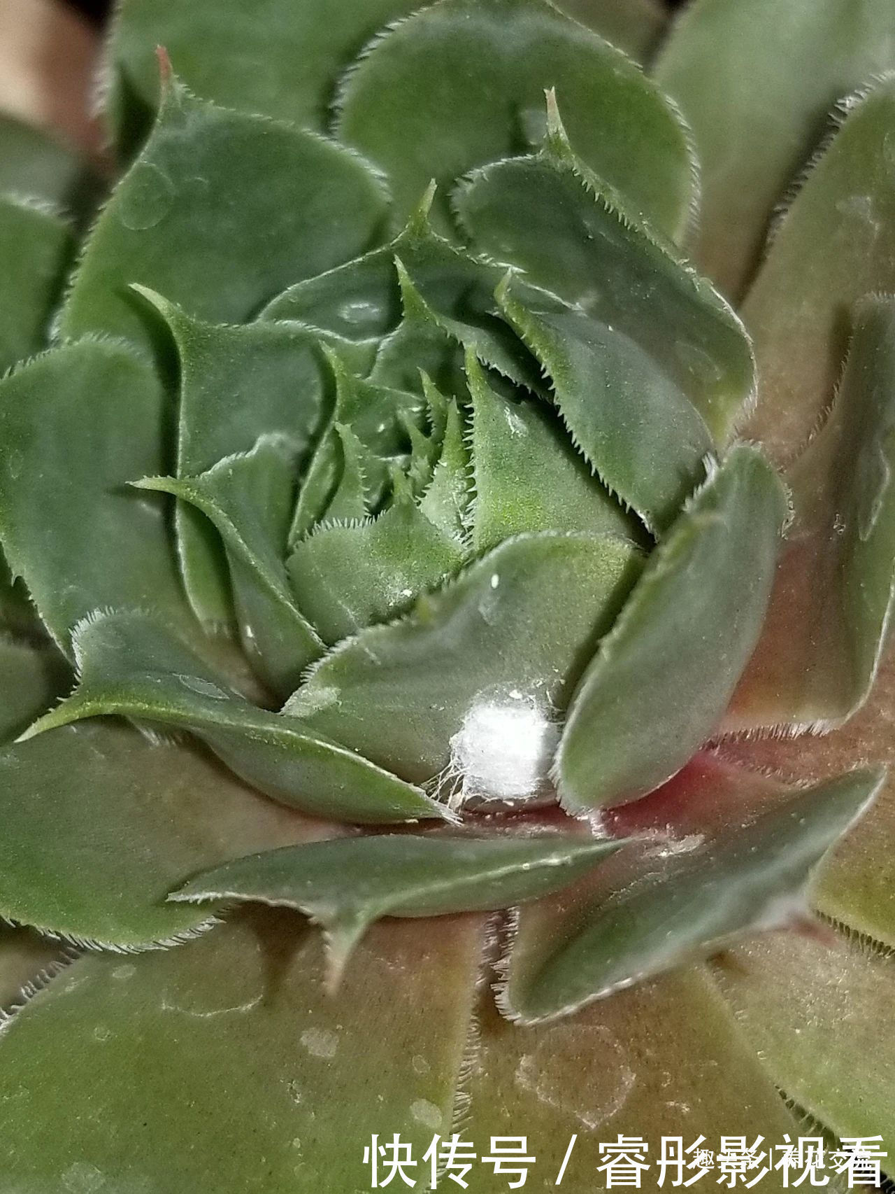 常年“爆崽”的长生草多肉,原来是开完花就挂,你能将它养好么?