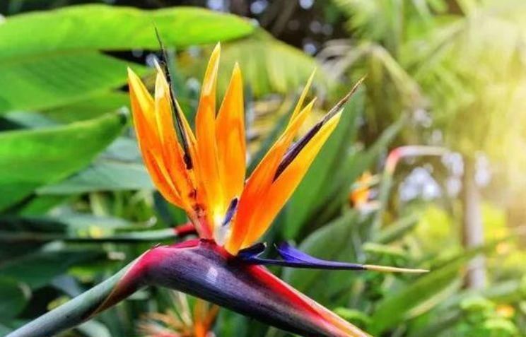 养护|庭院选这几款花,沾土就能活,开花就爆盆,不易生病好养护