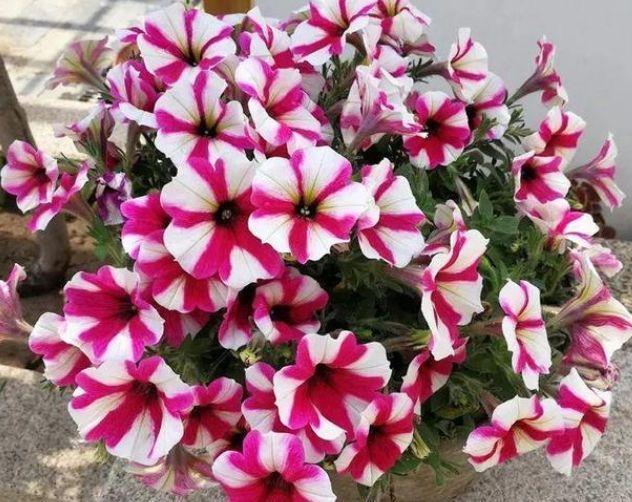 超好养的4种花,浇点水就疯长,开花一茬接一茬