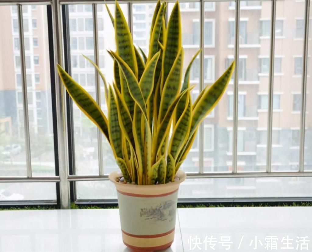 适合卧室养的6种花,好看又实用,养起来也很简单