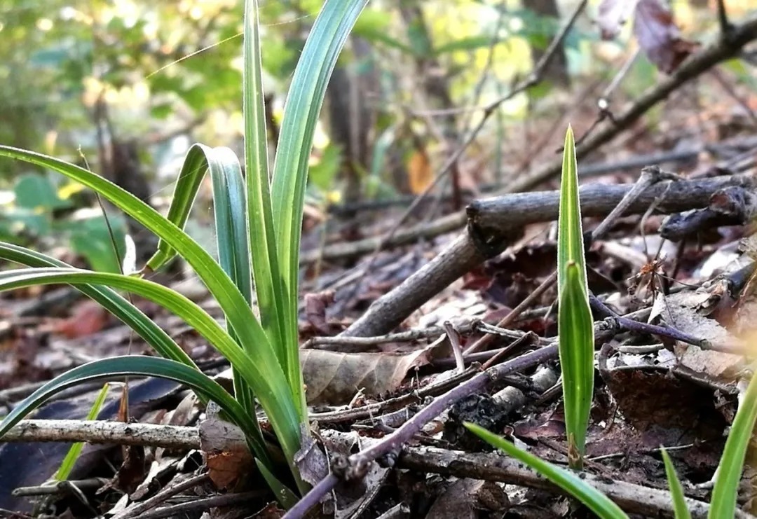 野生|家养兰花常发病,为什么野外的兰花病害少?兰友一语道破玄机
