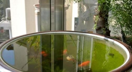 家家都有的1种水，用来浇花，连施肥都省了，养啥旺啥