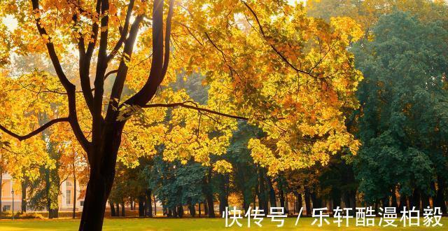 木耳菜|入秋后,6种绿色蔬菜不要忘记吃,补钙又去燥,价格也亲民