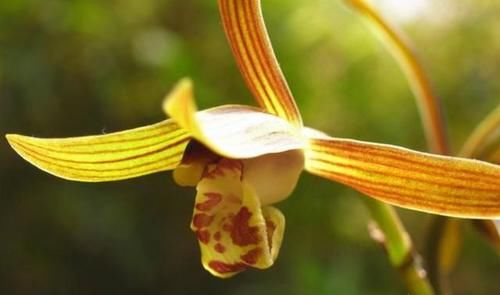 墨兰什么时候发芽?如何养护?