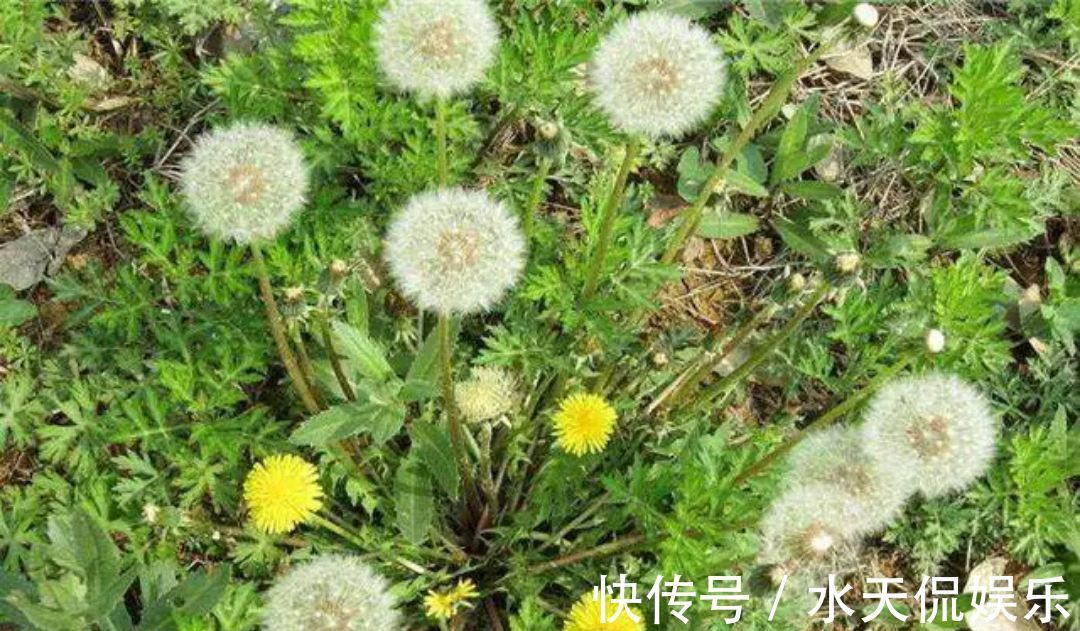 蒲公英泡水|蒲公英被誉为“天然的下火草”,用蒲公英泡水喝,记住五喝两不喝