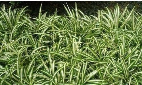 吊兰什么季节做剃头最好,怎么养好?