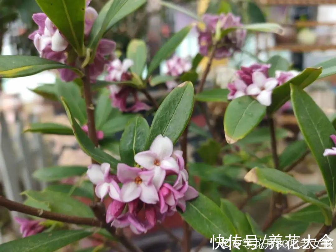 10种花不怕冷,先别搬进屋,放外面冻一冻,开花更旺