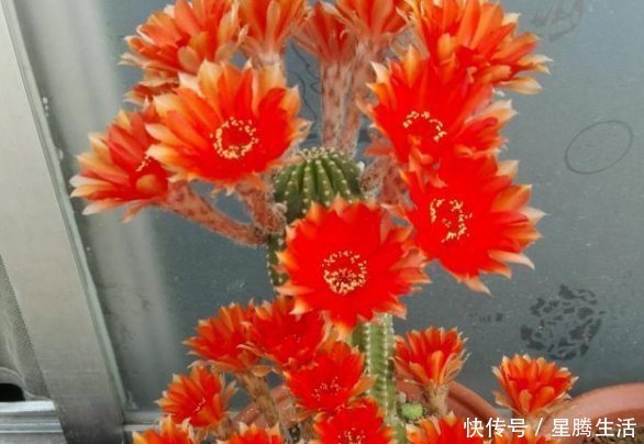 开花漂亮的仙人球,一年可以多次开花,有很高的观赏价值