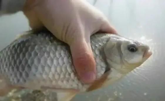 蚯蚓|除了蚯蚓还有一种万能饵,用它作钓鲫鲤草一个都别想跑