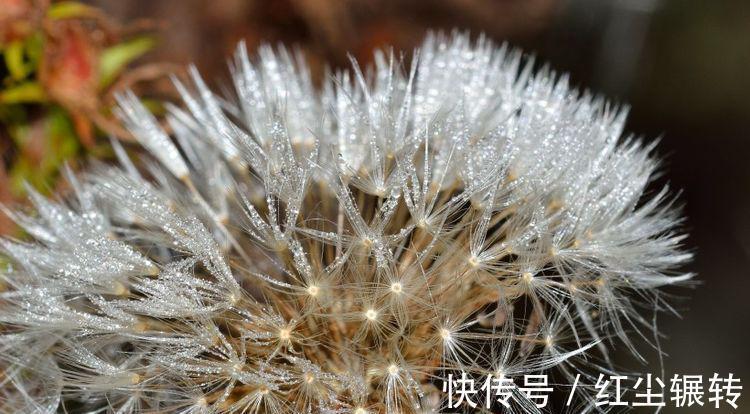 财运|生肖鸡：下个月财运大开，喜事不断，出门大吉，自由潇洒