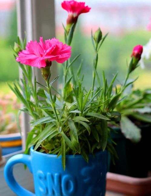 别说石竹不好养,只要把“1种东西”埋入土里,不久就会爆盆满
