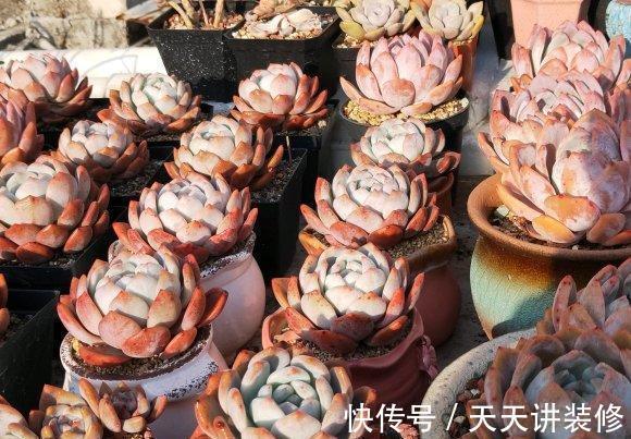 品种|做梦都想拥有的,桃林,橙林,独爱1种多肉,也是值得学习