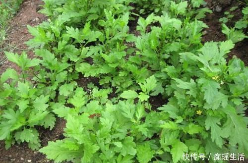 菊花脑鸭蛋汤|人称“菊花脑”,一年到头都有,8元一斤,吃过吗?