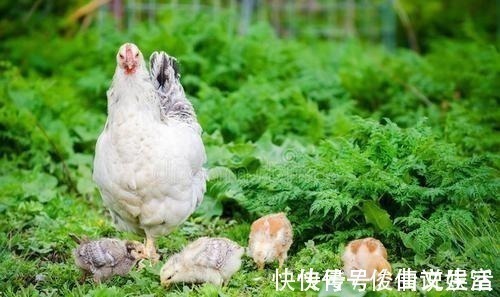 小野鸭@杜甫的一首小诗,带给我们生活太多感动,平淡才是生活的大美!