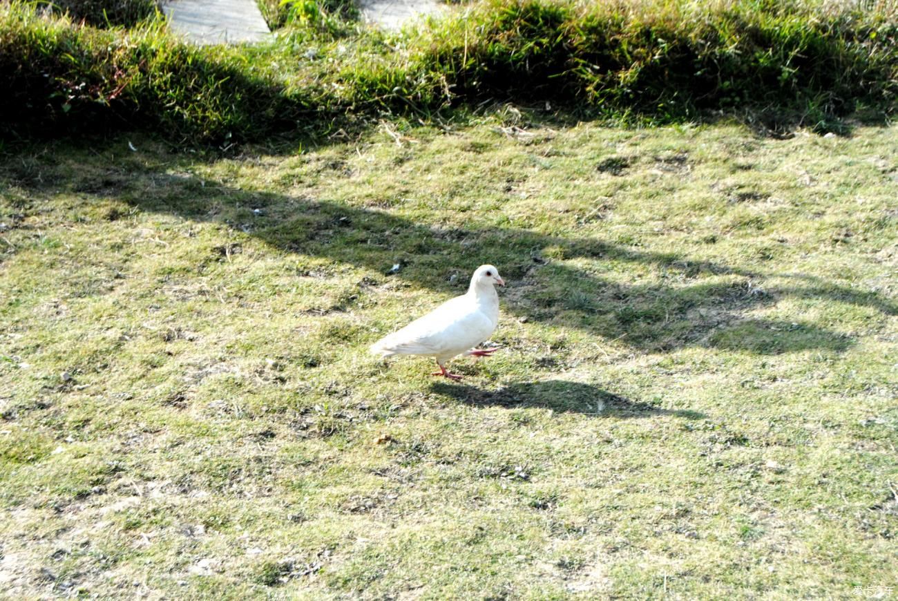 湿地|北海湿地小镇