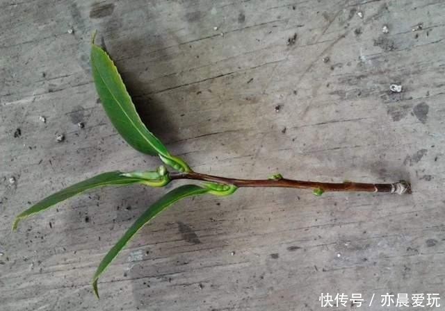 养花|冬天能扦插养花,首选这6个品种,成活率高,很快开出大花朵