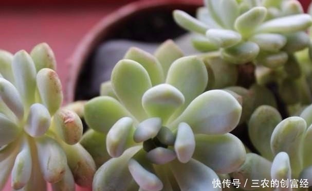 养护|多肉叶子突然掉一地,这些养护知识要注意!