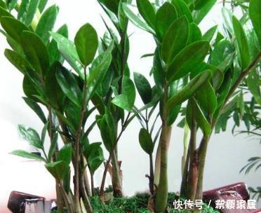 这三种水简直是花草的噩梦浇一盆死一盆,赶快停手吧