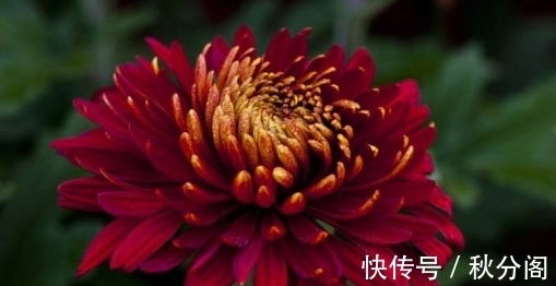 喜欢菊花都知道，不妨在家养盆“富贵菊”吧，花色鲜艳，寓意好