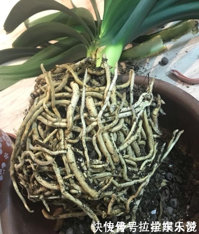 养护|想要君子兰长得好长得快,这4点一定要做足“功课”,不然长不好!