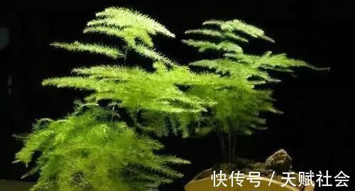 室内采光不够,养花就挑耐阴花,呼呼爆盆