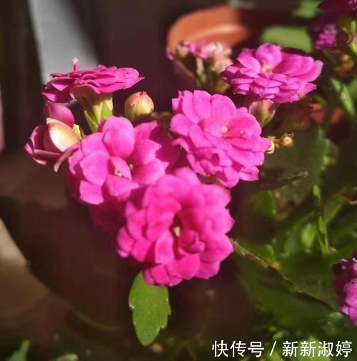 长寿花还不长花苞，赶紧找个袋子套一套