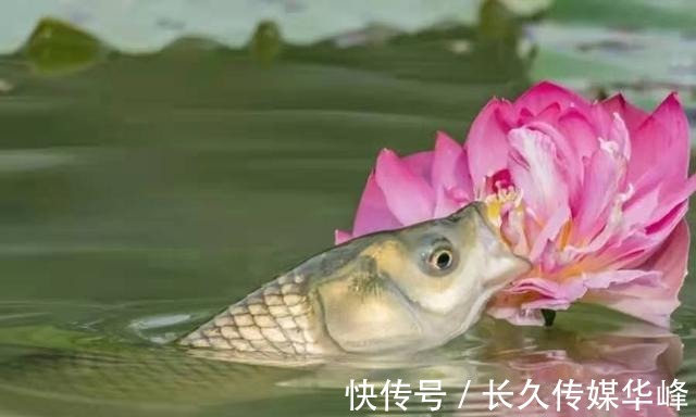 垂钓|气温高,草鱼就不好钓了?试过这几个钓法绝招的人,肯定是高手