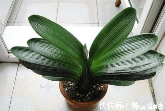君子兰在开花,给它做好“三不要”,做不好花期短,还容易黄叶!