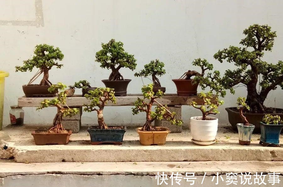 金枝玉叶不能长太高,越矮越值钱,一长高就砍!