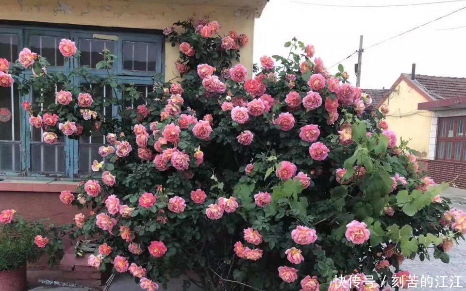 吴大爷养“月季”,三月喂点“零食”,花朵嗖嗖冒,1年开不停