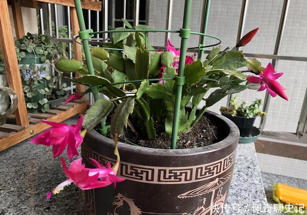 蟹爪兰开花后怎样修剪?做好这3步,二次开花很简单