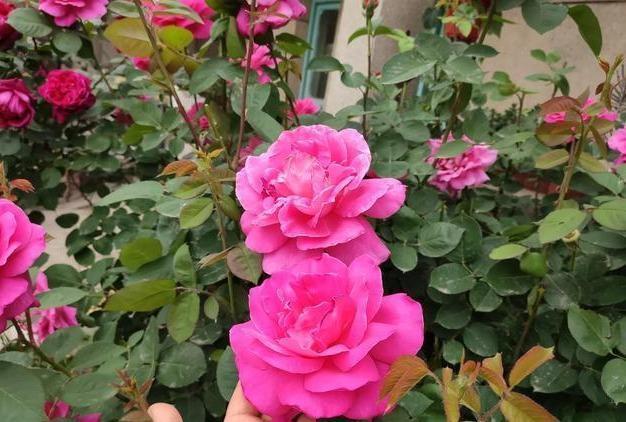 月季养成“传家宝”，就靠几个“要诀”，无病无灾开成“大牡丹”