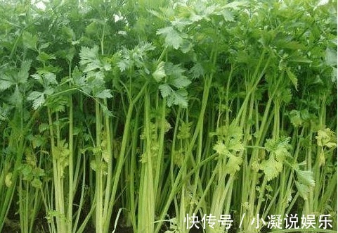 生病|吃完芹菜很多人有这习惯，怪不得会容易生病，快通知父母吧！