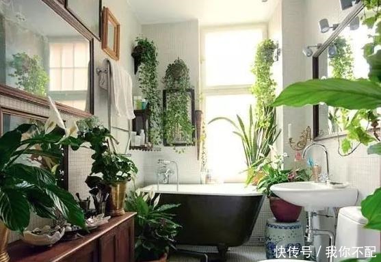 卫生间养这几盆花，味道立马不一样，家里空气好，厕所变成绿森林！