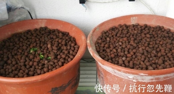 4个养花好介质,便宜又实用,盆栽什么植物都能用