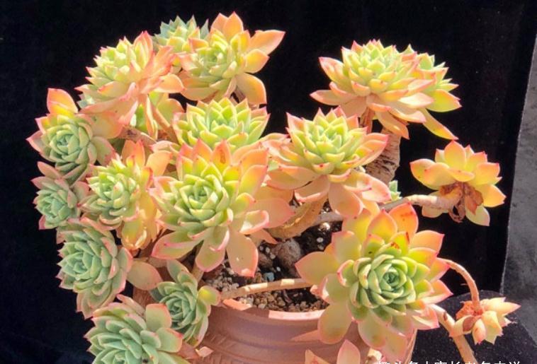 三色堇|养不绿的鲁宾,晒不红的三色堇——这两款特征明显的多肉怎么选?