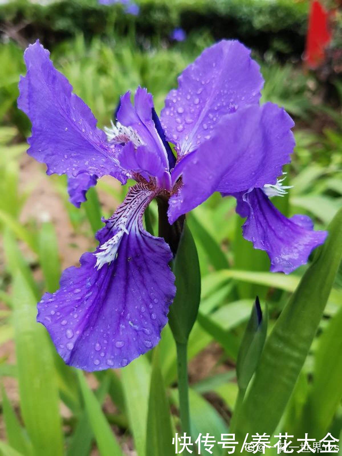 冬天|秋天种下3种花，冬天零下也不怕，明年春天花开满园