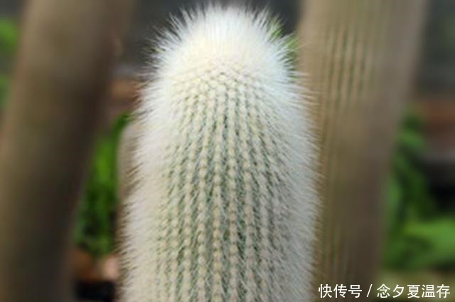 6种多肉里的“奇葩”,不以美出名,长得越怪越吸引眼球