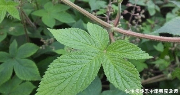 中药材|农村一种野草俗称“拉拉秧”，人见人烦，殊不知它的药用价值很高